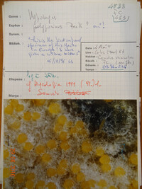 Hypomyces lateritius image