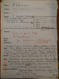 Hypomyces semitranslucens image