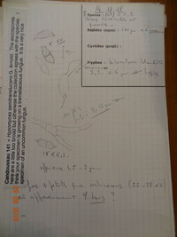 Hypomyces semitranslucens image