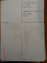 Coccomyces pseudotsugae image