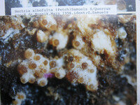 Nectria albofulta image