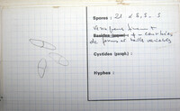 Bionectria ochroleuca image