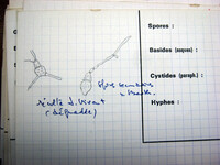Nectria pallidula image