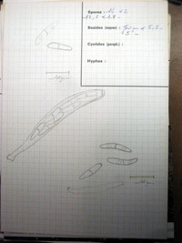 Nectriopsis squamulosa image