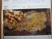 Nectriopsis squamulosa image