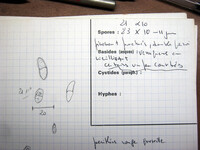 Nectria noackiana image
