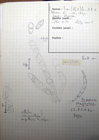 Geejayessia atrofusca image