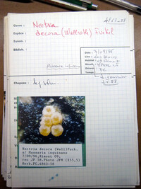 Nectria decora image