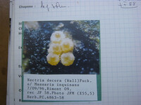 Nectria decora image