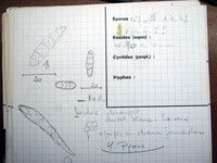Nectria decora image