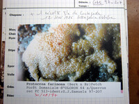 Protocrea farinosa image