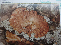 Hypocreopsis lichenoides image