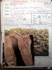 Hypocreopsis rhododendri image