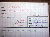 Gibberella cyanogena image