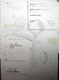 Thaxteriella helicoma image