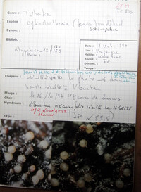 Tubeufia cylindrothecia image