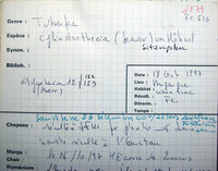 Tubeufia cylindrothecia image