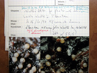 Tubeufia cylindrothecia image