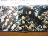 Tubeufia cylindrothecia image