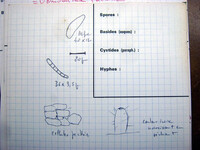 Tubeufia cylindrothecia image
