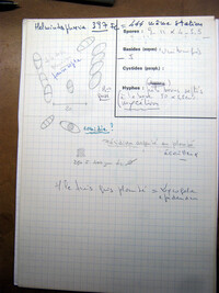 Synaptospora plumbea image