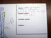 Synaptospora setosa image