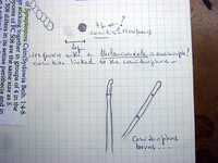 Synaptospora setosa image