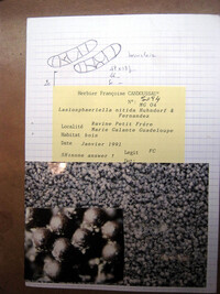 Lasiosphaeriella nitida image