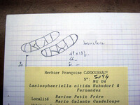 Lasiosphaeriella nitida image