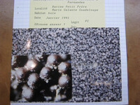 Lasiosphaeriella nitida image