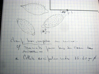 Peziza apiculata image