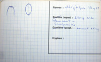 Peziza repanda image