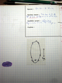Peziza subisabellina image