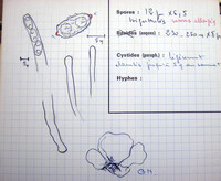 Peziza proteana f. proteana image