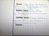 Peziza michelii image