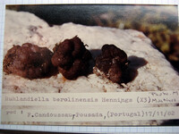 Ruhlandiella berolinensis image