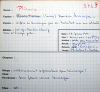 Plicaria endocarpoides image