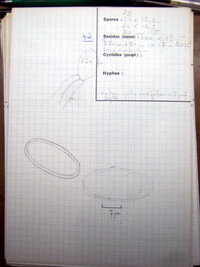 Pachyella peltata image