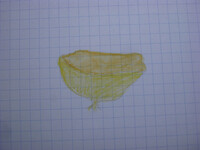 Sowerbyella radiculata var. radiculata image