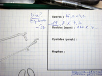 Geopyxis majalis image