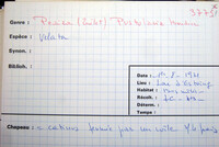 Peziza velata image