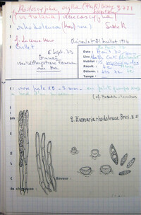 Rhodoscypha ovilla image