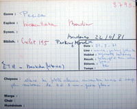 Peziza bicucullata image