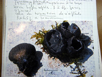 Plectania rhytidia image