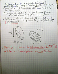 Plectania rhytidia image