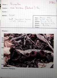 Urnula craterium image
