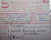 Plectania melastoma image