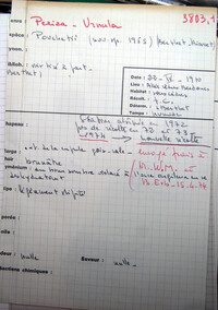 Urnula pouchetii image