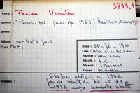 Urnula pouchetii image