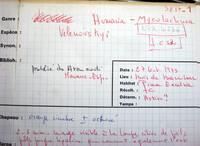 Mycolachnea velenovskyi image